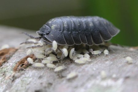 уничтожение мокриц